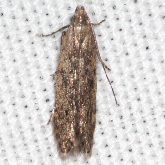1716.97-Unidentified-Monochroa-BG-Paynes-Prairie-St-Pk-Fl-3-9-232