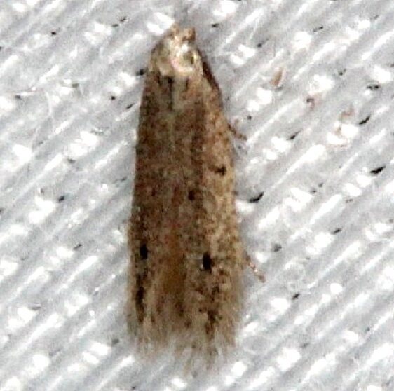 1716.97-Unidentified-Monochroa-BG-Pinelands-Everglades-Fl-2-18-14