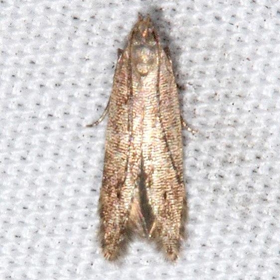 1716.97-Unidentified-Monochroa-Moth-Bader-House-Palm-Coast-Fl-3-10-17