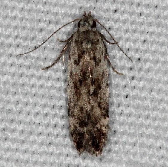 1716.97 Unidentified Monochroa Moth Silver Lake Cypress Glenn Fl 3-16-15