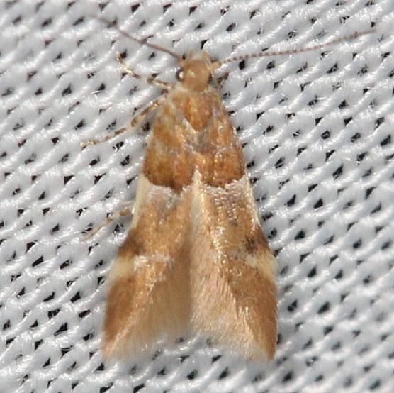 1722 Theisoa constrictella yard 5-27-13