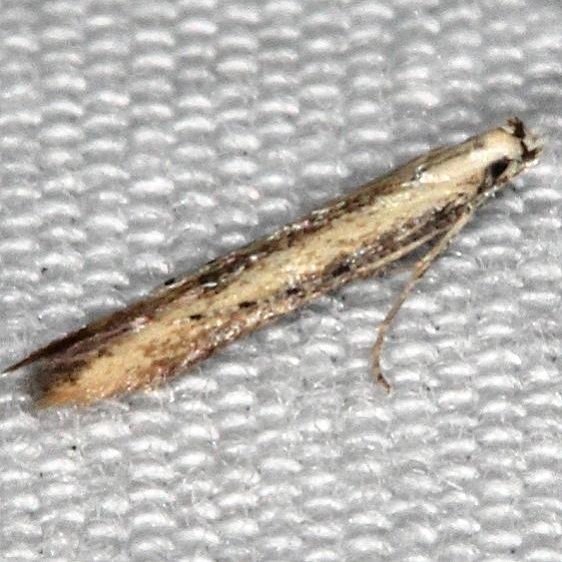 1725 Stereomita andropogonis BG Suwanee River St Pk Fl 9-21-18 (45)_opt