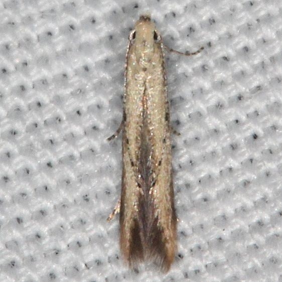 1725 Stereomita andropogonis BG Suwanee River St Pk Fl 9-21-18 (46)_opt