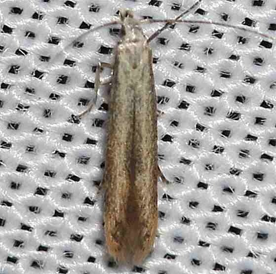1725 Stereomita andropogonis yard 8-6-12