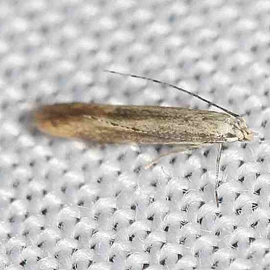 1725 Stereomita andropogonis yard 8-6-12