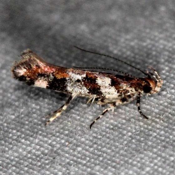 1728 Aristotelia amelanchierella Oscar Scherer St Pk Fl 2-27-17_opt