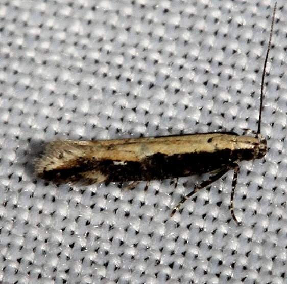 1733.1 Aristotelia corallina Kissimmee Prairie St Pk 3-11-13