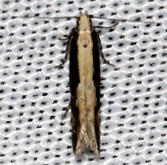 1733.1 Aristotelia corallina Kissimmee Prairie St Pk 3-11-13