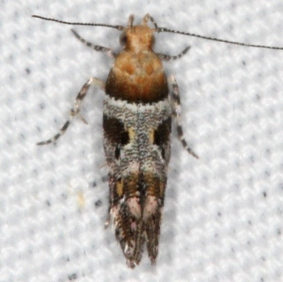1734 Aristotelia devexella Campsite 119 Falcon St Pk Texas BG 10-25-16_opt