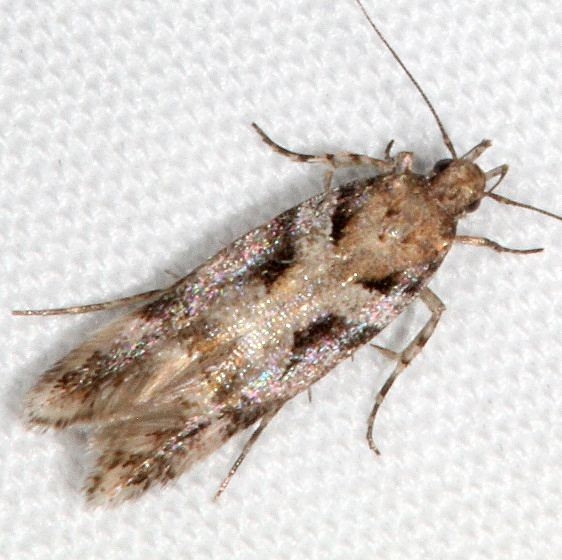 1734 Aristotelia devexella Fool Hollow St Pk Ariz 5-24-17 (47)_opt