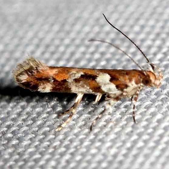 1734 Aristotelia devexella Lake Kissimmee St Pk Fl 2-28-13