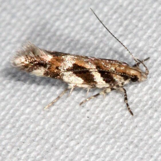 1734 Aristotelia devexella Warriors Path St Pk 9-8-20