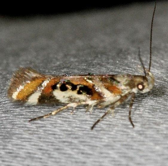 1736 Elegant Aristotelia Moth Village Creek St Pk Tx 11-6-13