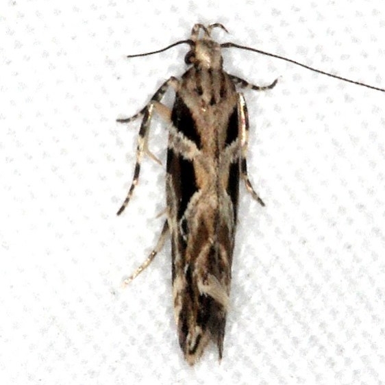 1738 Aristotelia fungivorella Lucky Hammock near Everglades 2-27-15