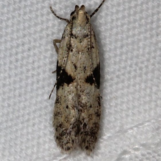 1742 Aristotelia isopelta Mesa Verde Natl Pk Colorado 6-11-17 (84)_opt