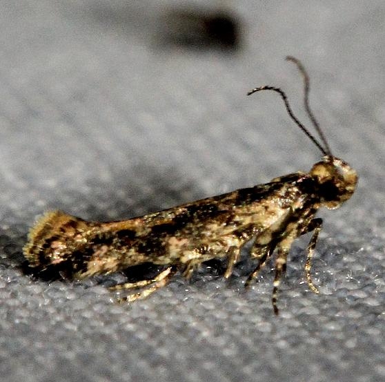 1743 Aristotelia ivae tentative Alexander Springs Ocala Natl Forest 3-19-13
