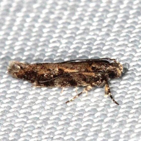 1744 Aristotelia lespedezae Pinelands Everglades Fl 2-18-14