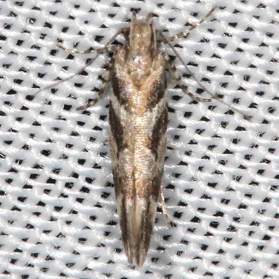 1744 Aristotelia lespedezae yard 10-6-16 (5)_opt