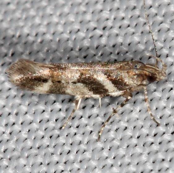 1744 Aristotelia lespedezae yard 10-6-16_opt
