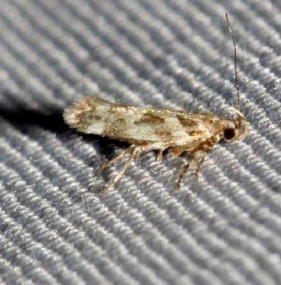 1744 Aristotelia lespedezae yard 10-22-12