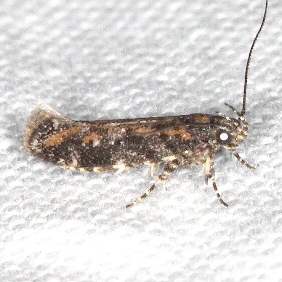 1756 Aristotelia pudibundella Bear-Island-Big-Cypress-Preserve-Fl-3-16-23