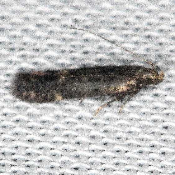 1757 Monochroa pullusella yard BG 9-4-16 (1)
