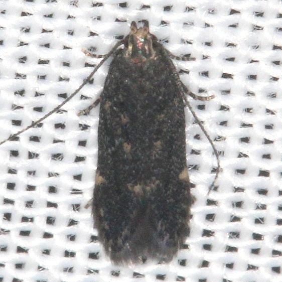1757 Monochroa pullusella yard BG 9-4-16 (2)