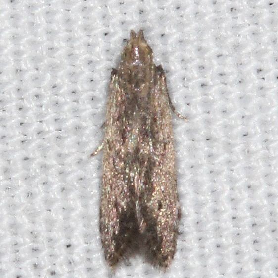 1760 Monochroa robusta tentative Big Lagoon St Pk Fl 9-14-18