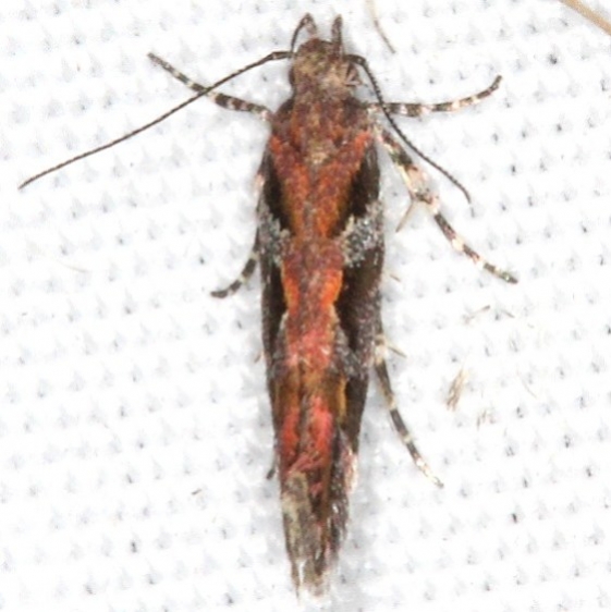 1761 Aristotelia roseosuffusella Campsite 119 Falcon St Pk 10-22-16_opt