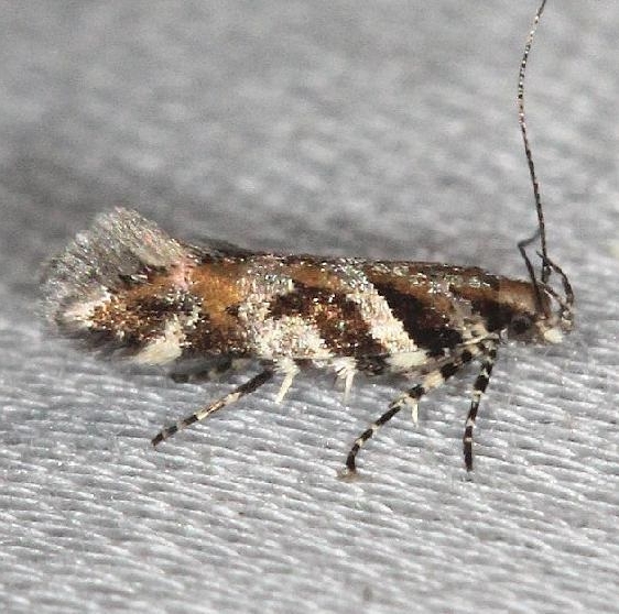1761 Aristotelia roseosuffusella yard 6-10-13