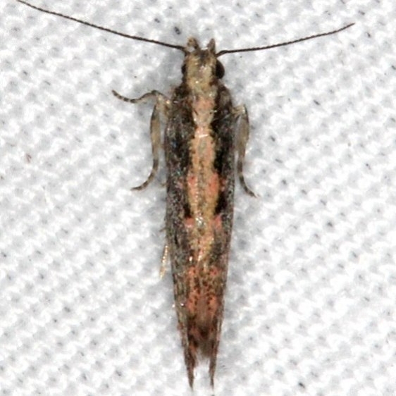 1762 Aristotelia rubidella Lucky Hammock near Everglades 2-27-15
