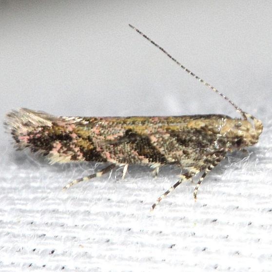 1762 Aristotelia rubidella yard 5-20-13