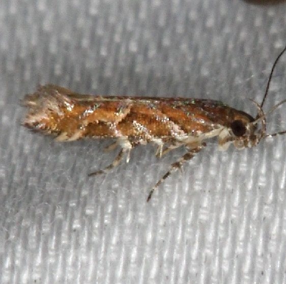1764.96 Undescribed Aristotelia Moth NABA Gardens Texas 11-3-13