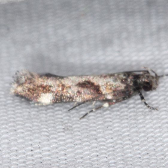 1764.97-Uidentified-Aristotelia-Tomoka-St-Pk-Fl-3-25-25-31