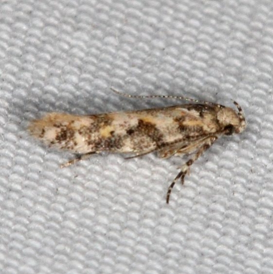 1764.97 Unidentified Aristotelia Moth Campsite 119 Falcon St Pk Texas 10-23-16_opt