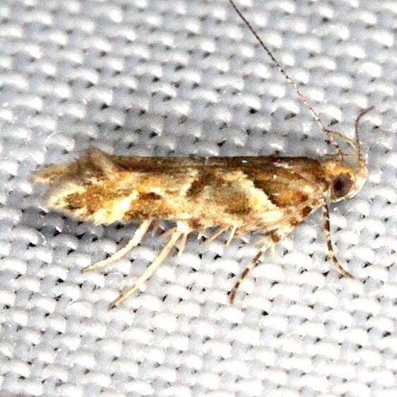 1764.97 Unidentified Aristotelia-Moth-NABA-GardensMissionTx 11-4-13