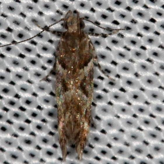1764.97 Unidentified Aristotelia Moth NABA Gardens Texas 11-4-13