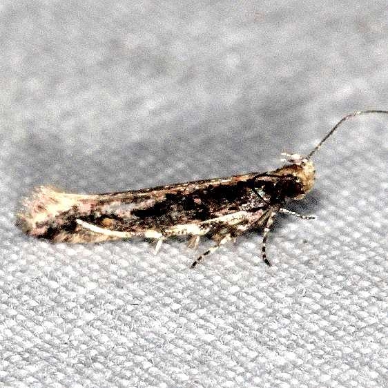 1764.97 Unidentified Aristotelia Moth-River-Junction-Withlacoochee Natl Forest Fl 2-24-17
