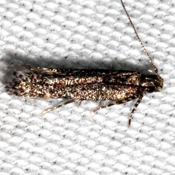 1766-Glauce-pectenalaeella-BG-Suwanee-River-St-Pk-Fl-3-30-23