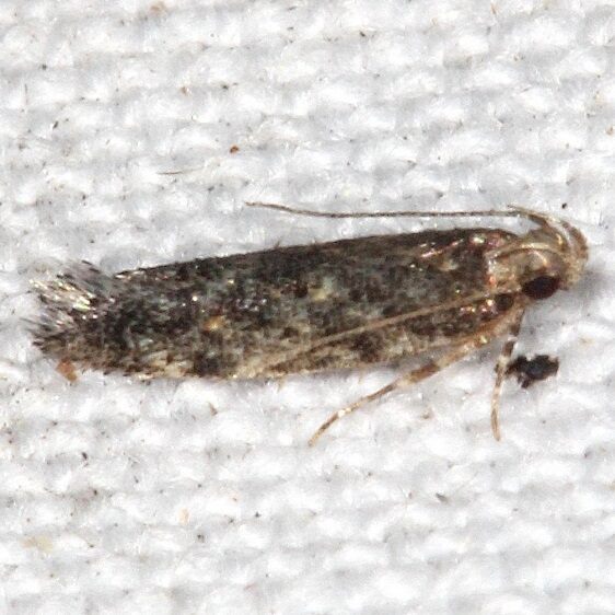 1766-Glauce-pectenalaeella-BG-Suwanee-River-St-Pk-Fl-3-31-23