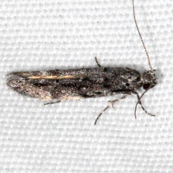 1766 Glauce pectenalaeella-Fool-HollowLake St Pk Ariiz 5-23-17