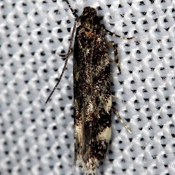 1766 Glauce pectenalaeella Shawnee St Pk 6-15-13