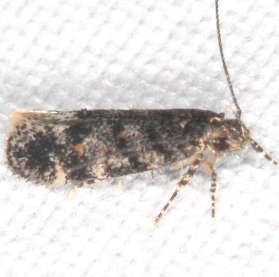 1766-Glauce-pectenalaeella-Shawnee-St-Pk-Oh-5-24-23