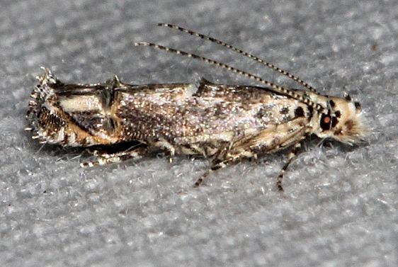 1767 Naera fuscocristatella-BG-Suwanee River St Pk Fl 9-21-18