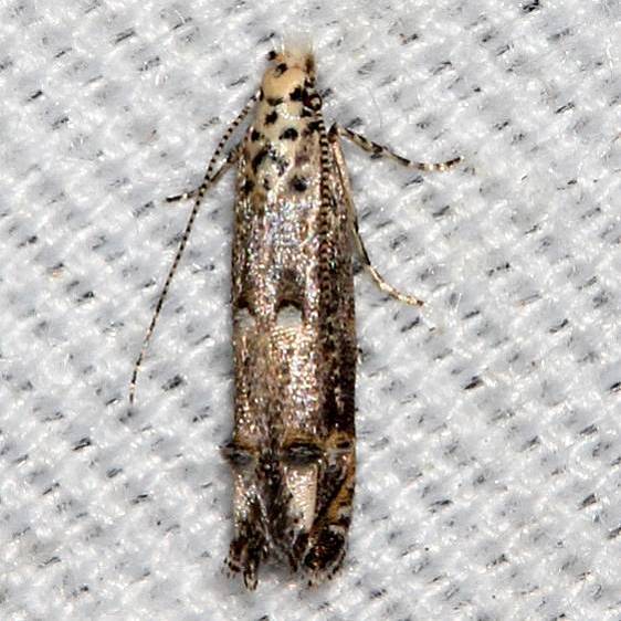 1767-Naera-fuscocristatella-BG-Suwanee-River-St-Pk-Fl-9-21-18-3_opt