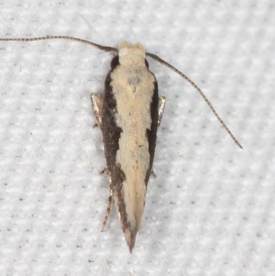 1771 Agnippe prunifoliella Campsite 119b Falcon St Pk Texas 10-22-16_opt