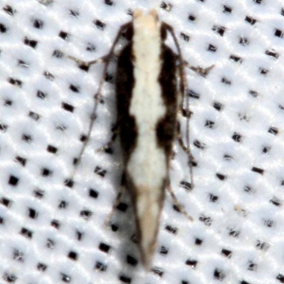 1771 Agnippe prunifoliella yard 5-2-12