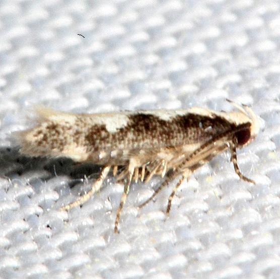 1771 Agnippe prunifoliella yard 5-2-12