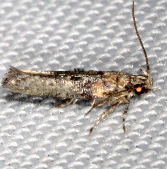 1772 Agnippe biscolorella Battelle Darby Pk Ancient Trail Oh 7-25-13
