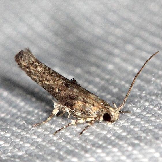 1772 Agnippe biscolorella yard 5-18-13
